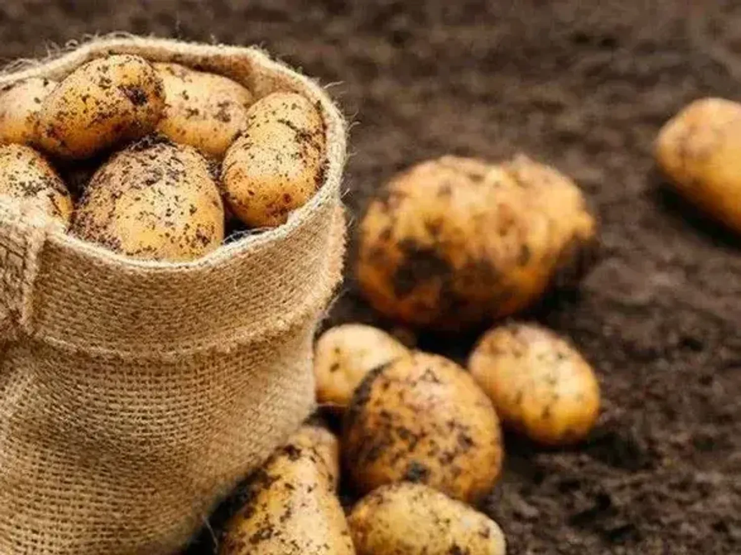 Українські Національні Новини (УНН)