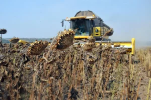Жнива-2025: в України аграрії розпочали збір соняшнику і сої