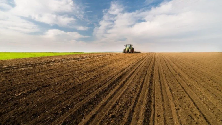 Посівна-2025: Україна засіяла озимими до половини запланованих полів