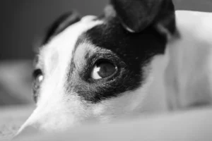 Загадкова загибель собак біля лікарні на Вінниччині: прокуратура розслідує злочин