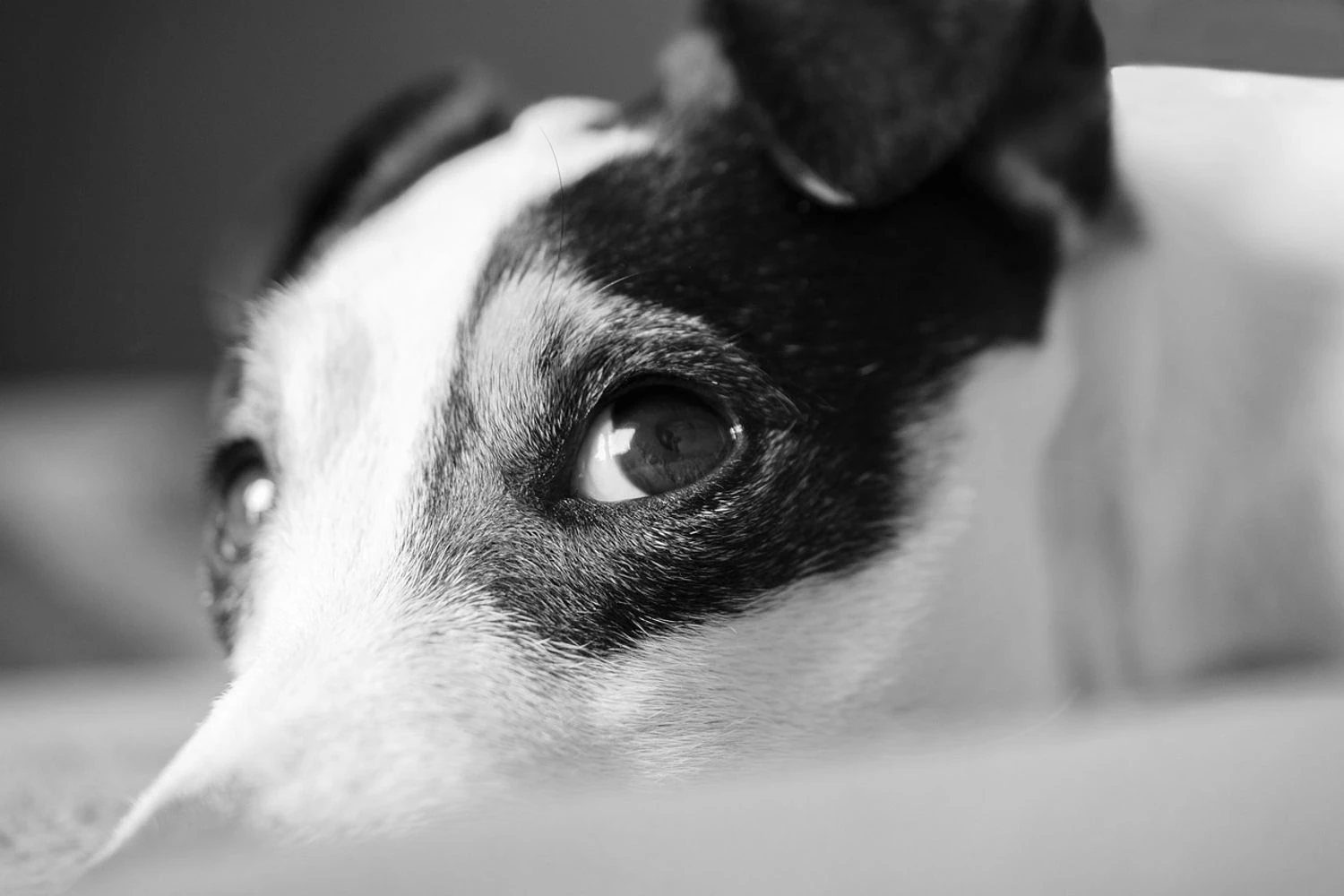 Загадкова загибель собак біля лікарні на Вінниччині: прокуратура розслідує злочин