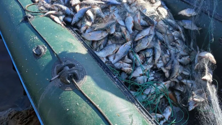 Понад 2,3 млн грн збитків: до суду скеровано справу щодо ексдиректора держінституту, який дозволив виловити 258 тонн риби “для досліджень”