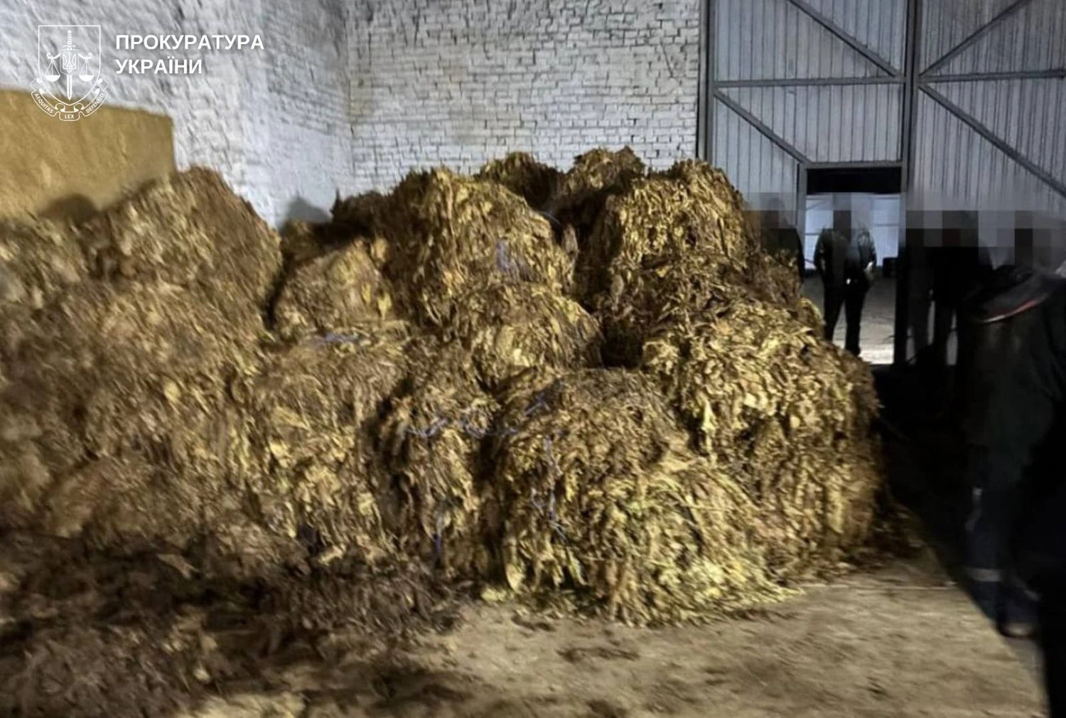 Вирощували, переробляли, збували: ліквідовано підпільне виробництво тютюну на понад 25 млн грн у трьох областях