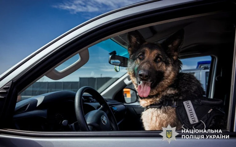 На службі у поліції майже 900 собак – розкрили деталі їх роботи