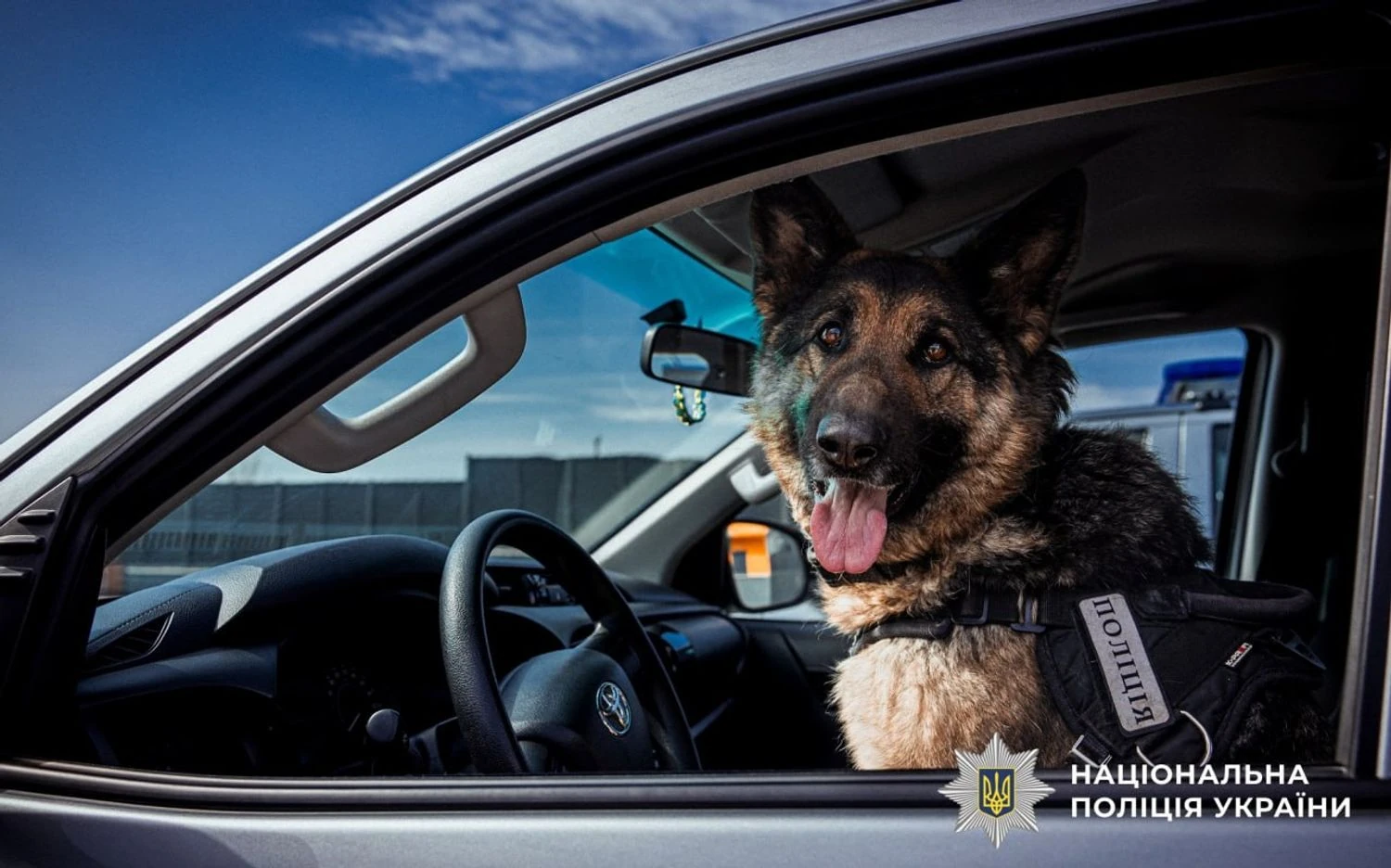 На службі у поліції майже 900 собак - розкрили деталі їх роботи