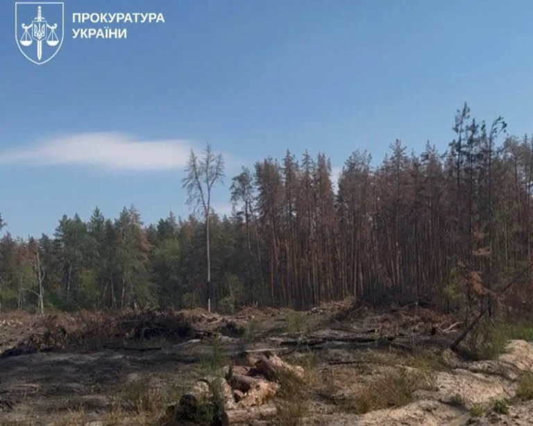 На Львівщині викрили схему вирубки лісу на 103 млн грн, підозрюваний депутат – Генпрокурор